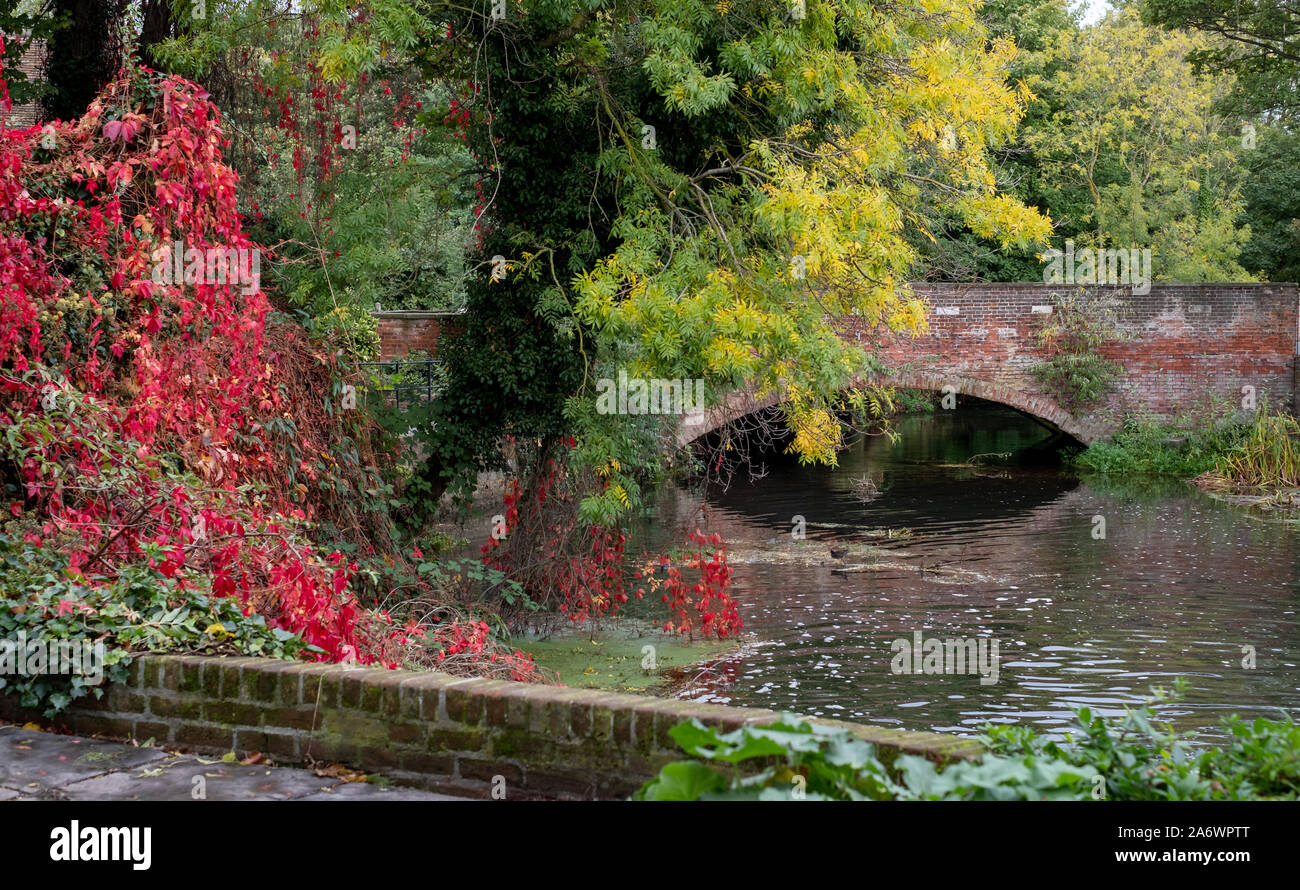 Bridge over the River Stour in Canterbury, Kent UK. Photographed in autumn with the leaves on the virginia creeper trailing ivy turning bright red. Stock Photo