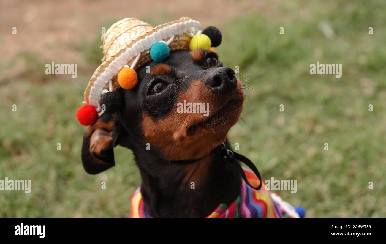 Cute brown and black chihuahua dog dressed up in traditional Mexican costume, with a striped poncho and a sombrero hat. Stock Photo