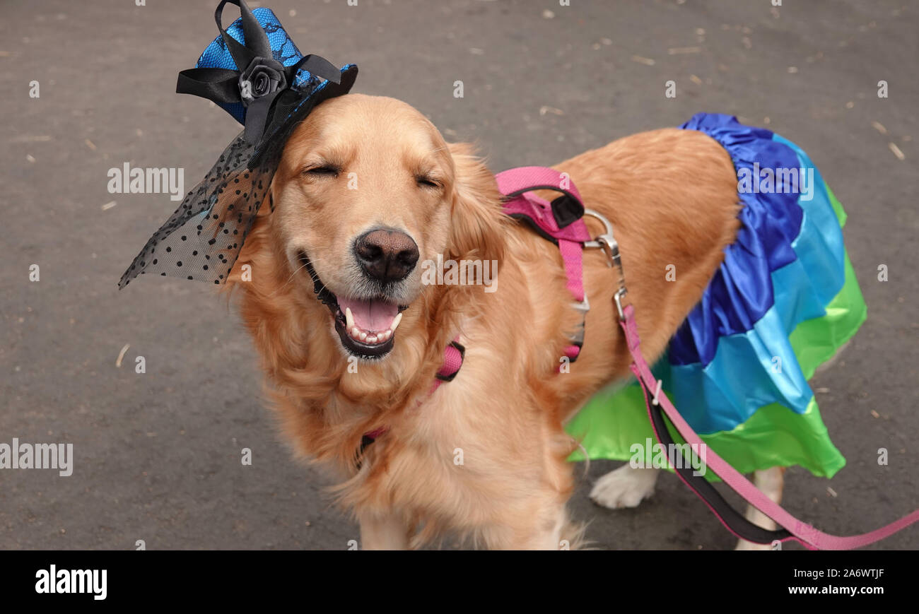 A Golden Retriever dog dressed up in a skirt and lady's hat looks like she is smiling for the camera. Stock Photo