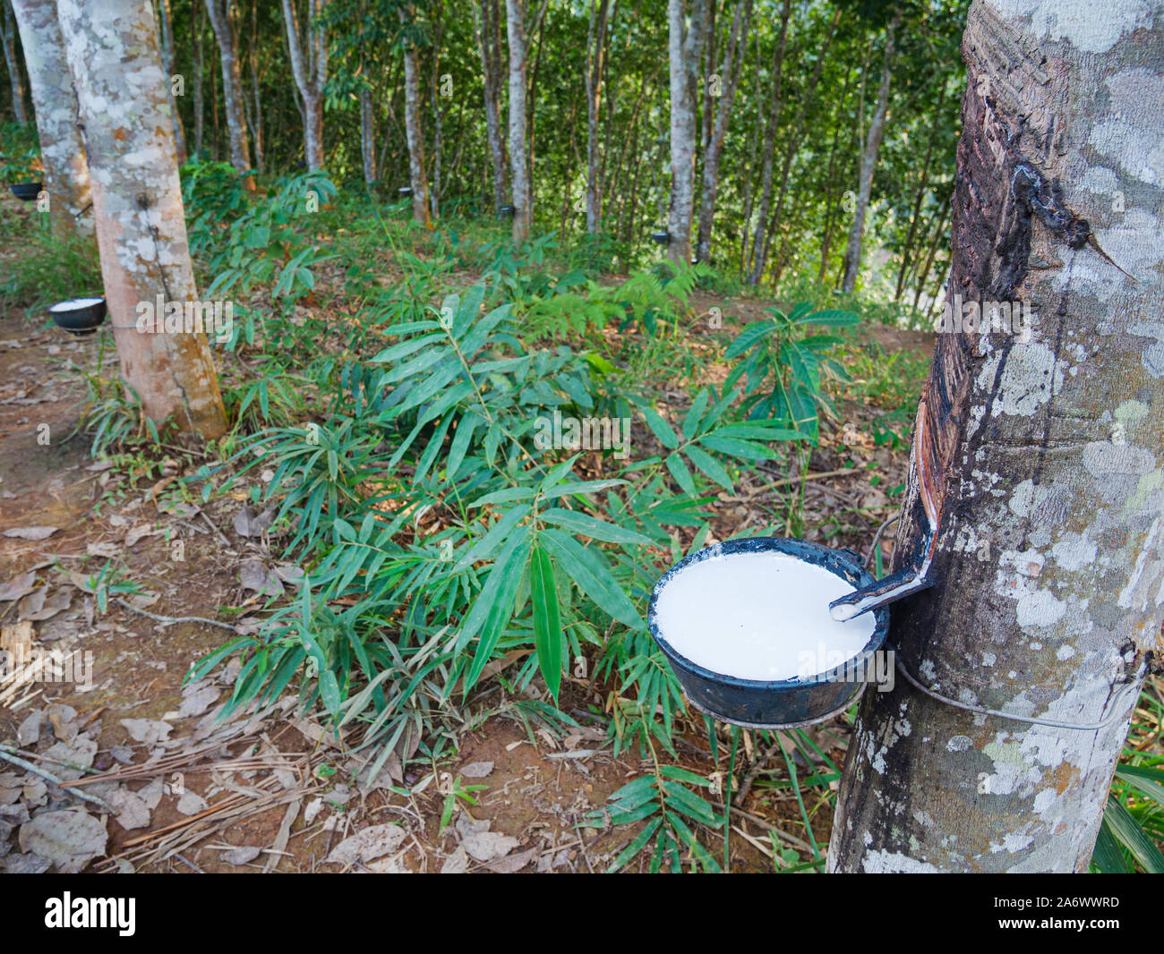 Where Does Latex Come From