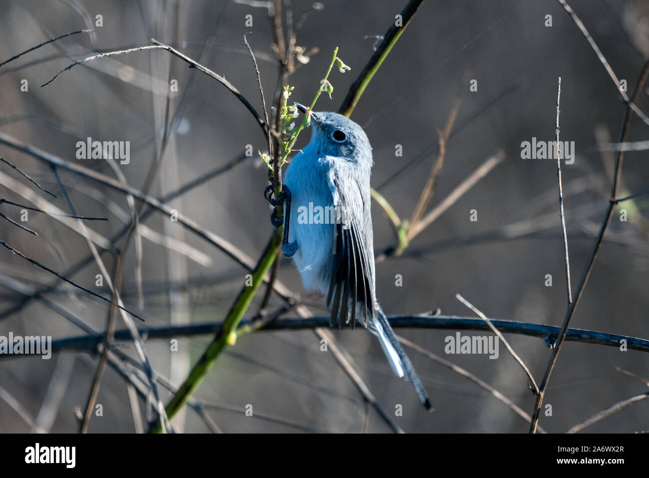 Fortunate Blue Gray Gnatcatcher perches among small branches of an estuary tree while eating the seeds from the wildflowers. Stock Photo