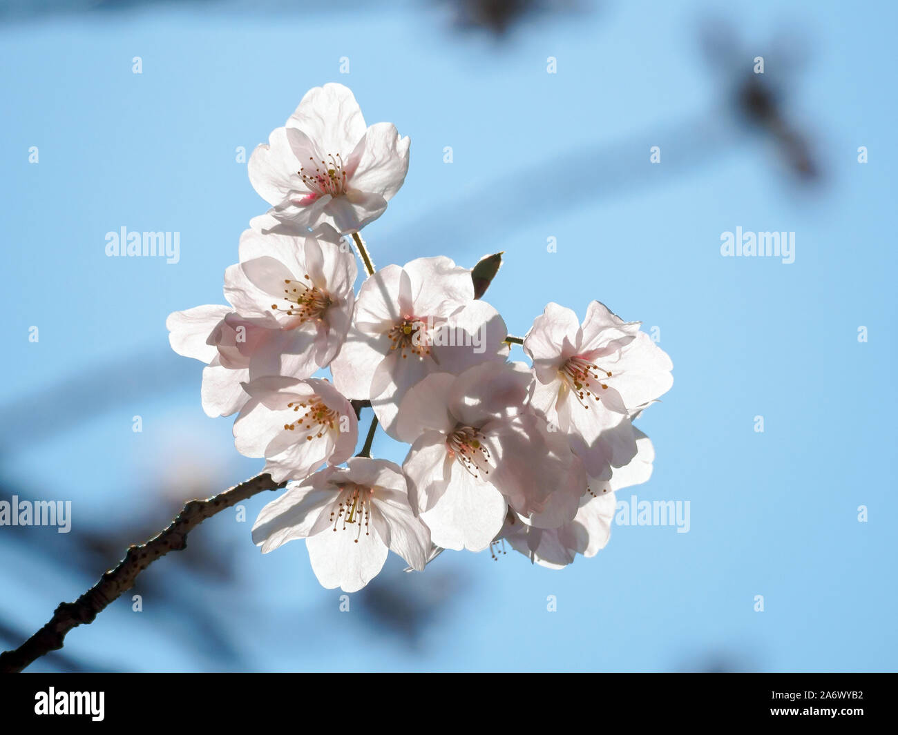 Cherry Blossoms backlit Stock Photo - Alamy
