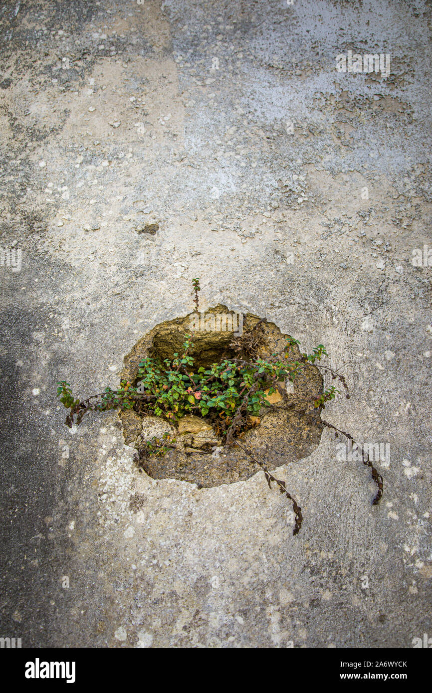 Old wall with invading vegetation on the island of Corfu, Greece Stock Photo