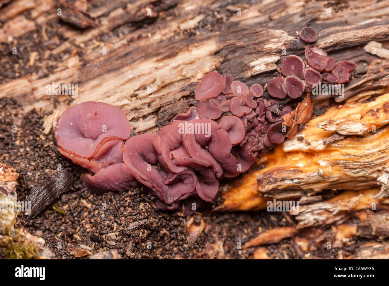 Purple Jellydisc (Ascocoryne sarcoides) growing on a rotting log. Stock Photo