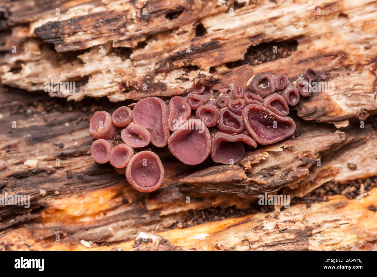 Purple Jellydisc (Ascocoryne sarcoides) growing on a rotting log. Stock Photo
