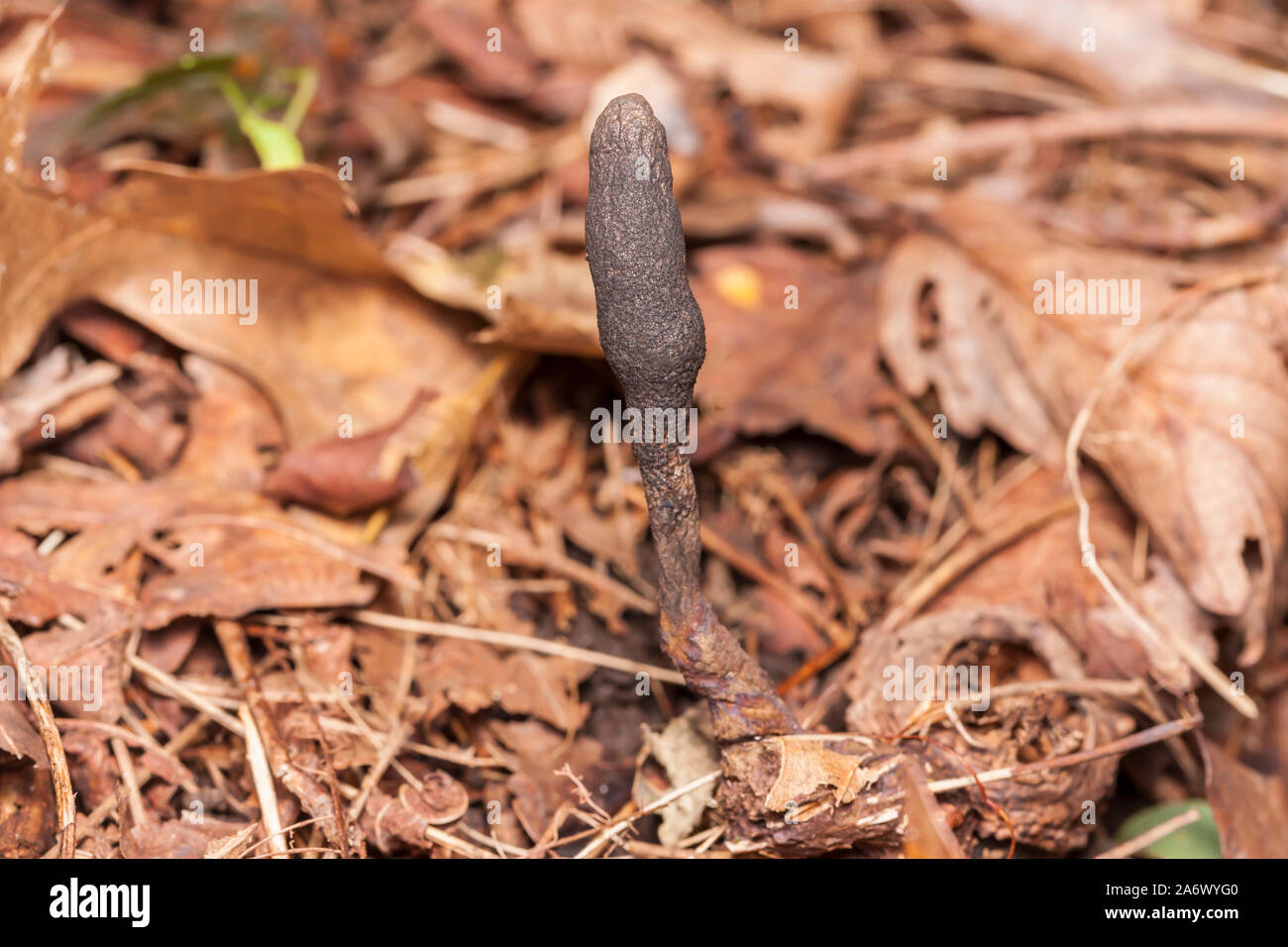 Snaketongue Truffleclub (Tolypocladium ophioglossoides) Stock Photo
