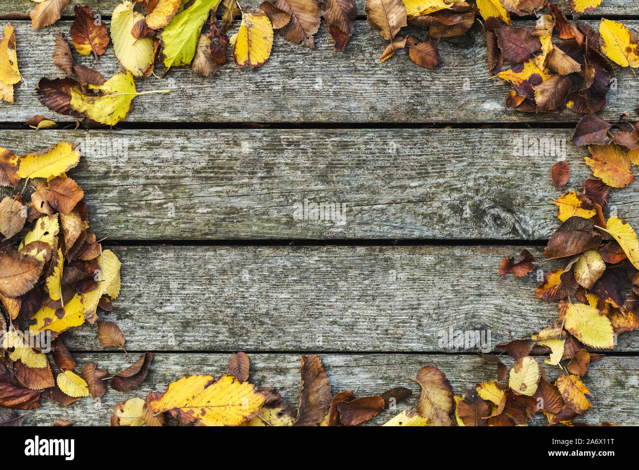 Frame made of autumn dried leaves on old dark wooden vintage background, barn board with moss. Autumn background composition. Fall, Copy space, flat Stock Photo
