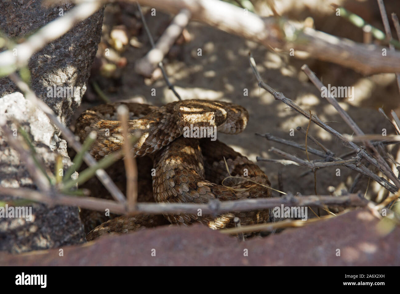 rattlesnake coiled up hiding behind rocks and twigs Stock Photo