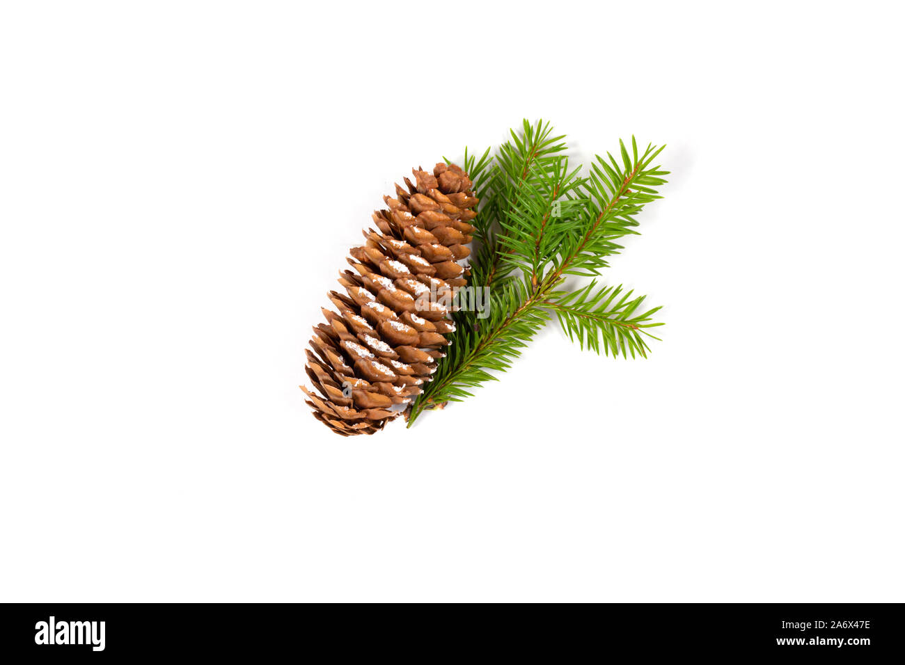 Christmas concept. Fir cone strewn with snow and small fir branch isolated on white background. Top view. Close up. Stock Photo