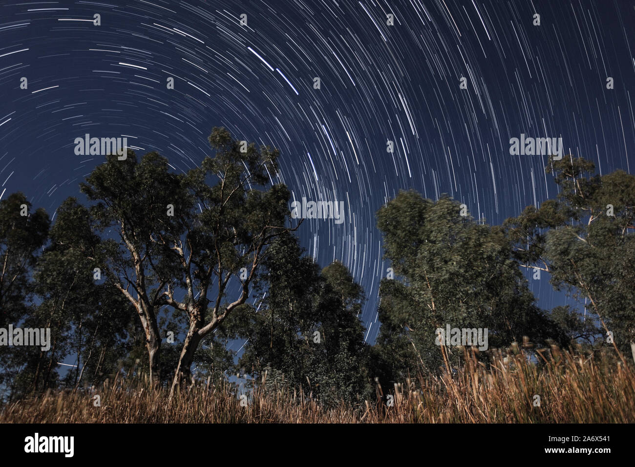 Stars trailing in the night sky with trees in the foreground illuminated by moonlight, photographed in Australia Stock Photo