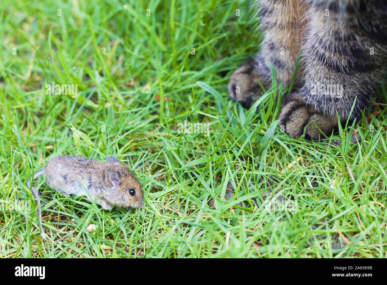 Cat with dead mouse Stock Photo Alamy