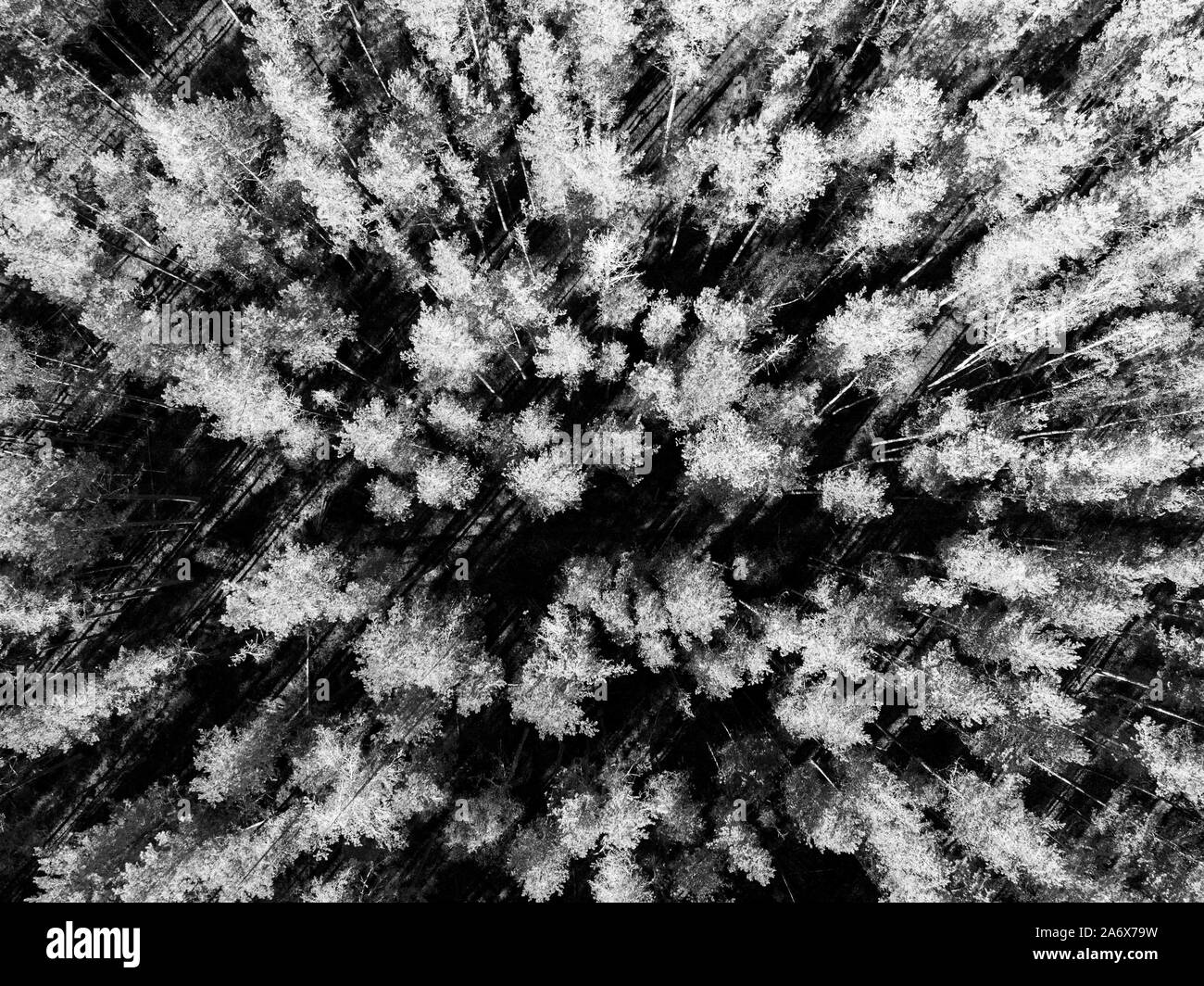 Aerial view of a green forest. Beautiful landscape. Clouds over the