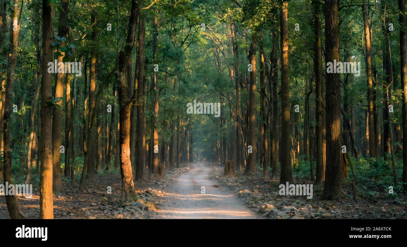 dense tall tree in Jim Corbett National park Stock Photo Alamy