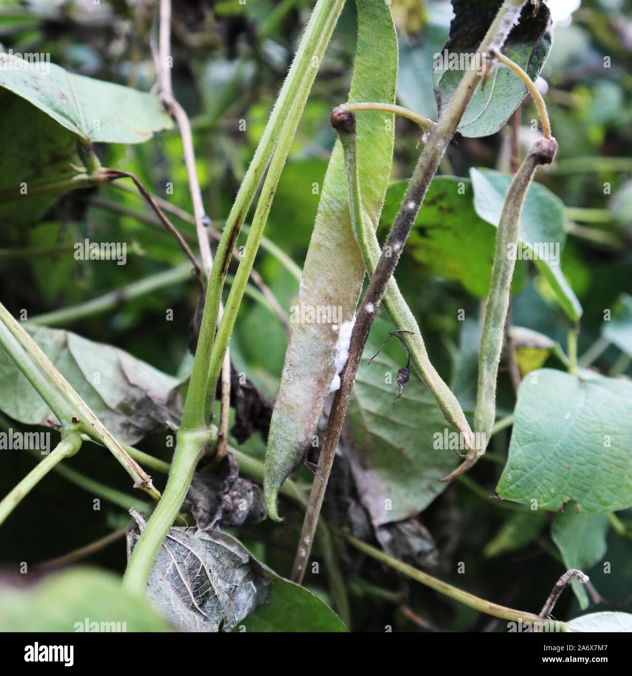 Scarlet runner bean hires stock photography and images Alamy