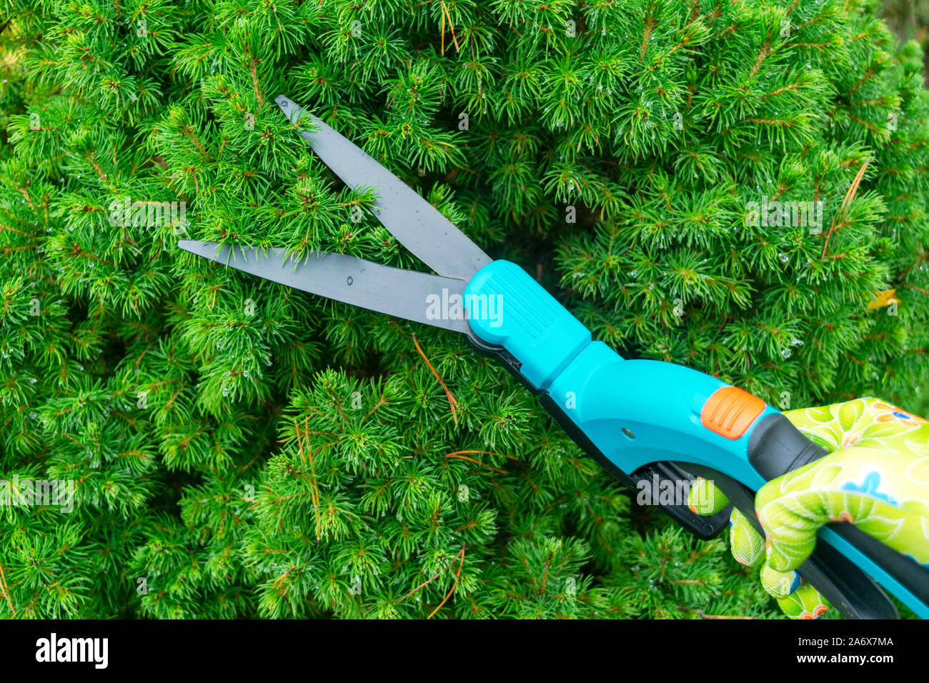 Seasonal pruning trees with pruning shears. Female gardener hand in protective gloves pruning tree leaves with pruning shears. Taking care of garden w Stock Photo