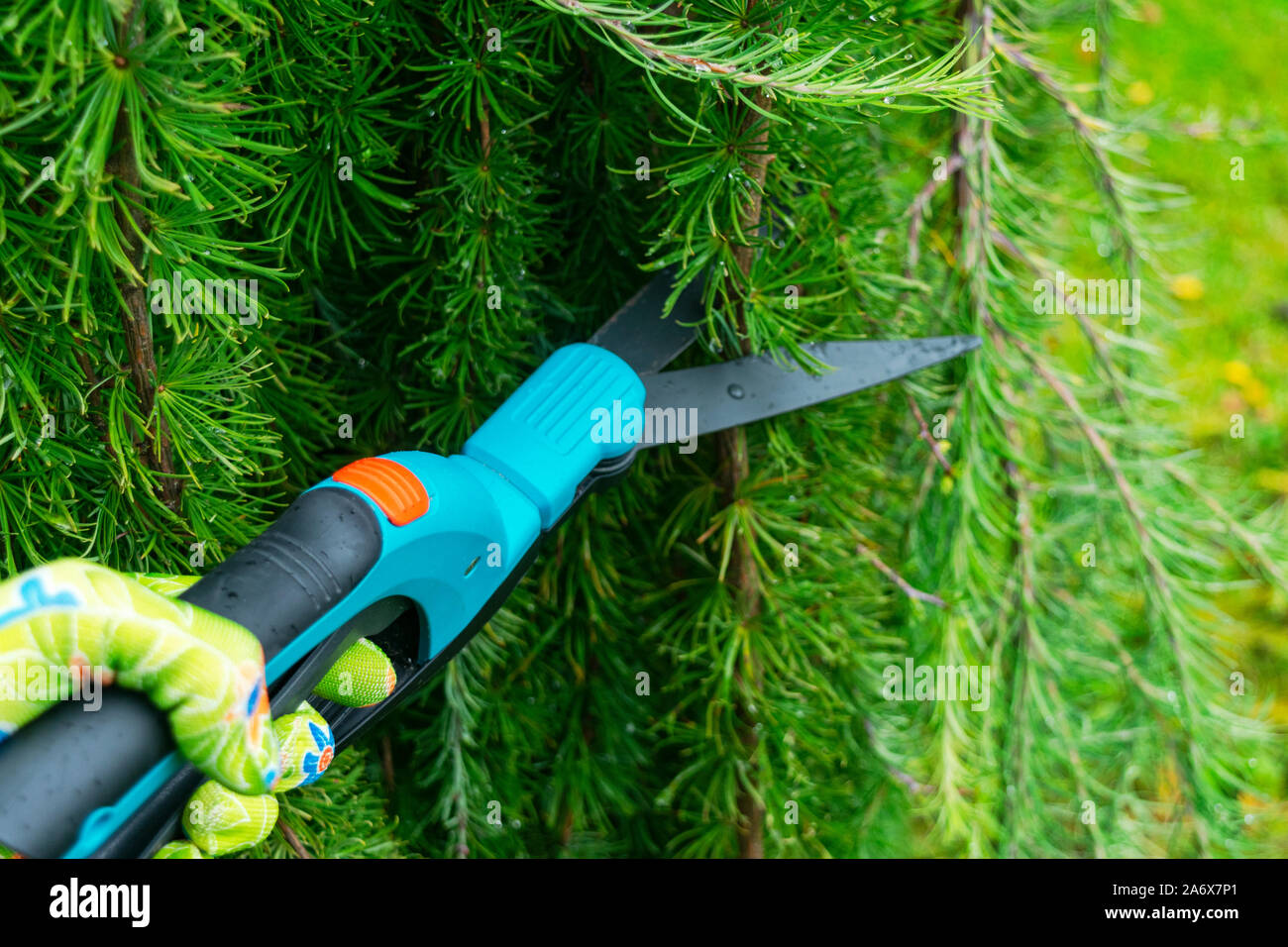 Seasonal pruning trees with pruning shears. Female gardener hand in protective gloves pruning tree leaves with pruning shears. Taking care of garden w Stock Photo