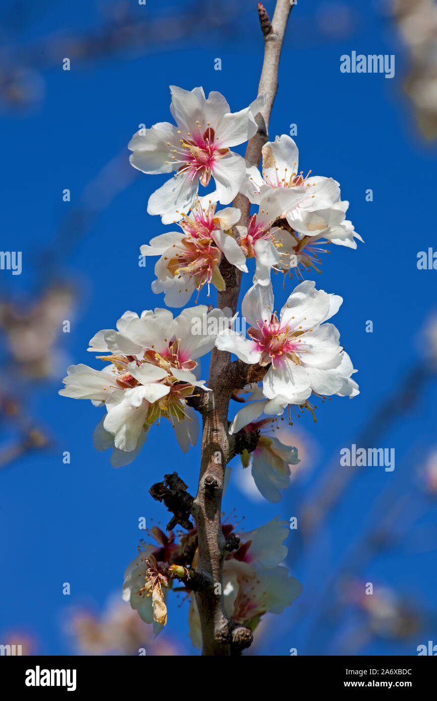 Almond blossom (Prunus dulcis) at Fornalutx, Serra de Tramuntana, Mallorca, Balearics, Baleraric island, Spain Stock Photo