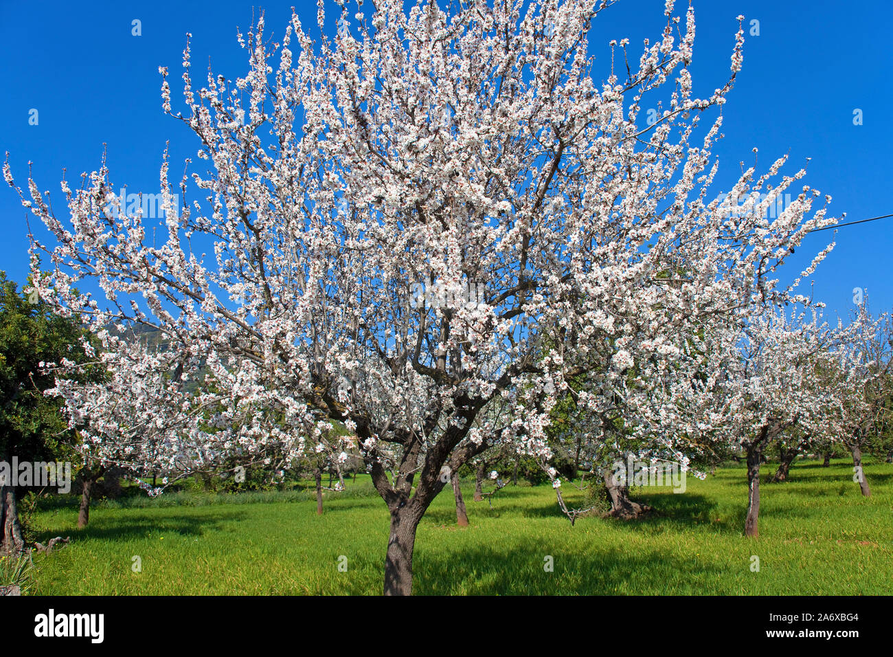 Prosperous Almond tree (Prunus dulcis) at Alaro, almond blossom, Serra de Tramuntana, Mallorca, Balearics, Baleraric island, Spain Stock Photo