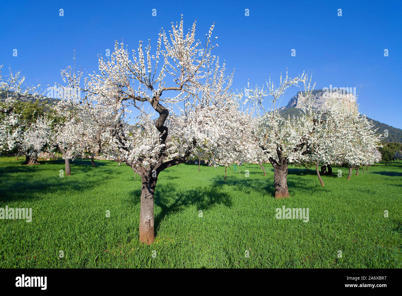 Prosperous Almond trees (Prunus dulcis) at Alaro, almond blossom, Serra de Tramuntana, Mallorca, Balearics, Baleraric island, Spain Stock Photo