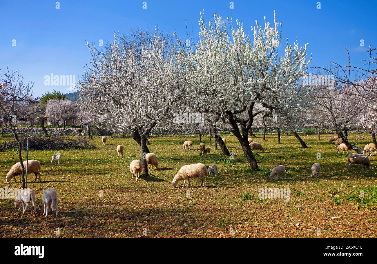 Domestic sheeps (Ovis orientalis aries), grazing, almond Blossom at Alaro, Serra de Tramuntana, Mallorca, Balearics, Baleraric island, Spain Stock Photo