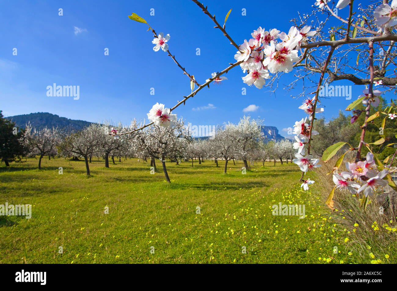 Almond blossom (Prunus dulcis) at Alaro, Serra de Tramuntana, Mallorca, Balearics, Baleraric island, Spain Stock Photo