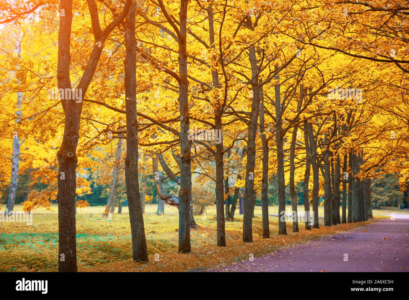 Crowns oak trees in forest hi-res stock photography and images - Alamy