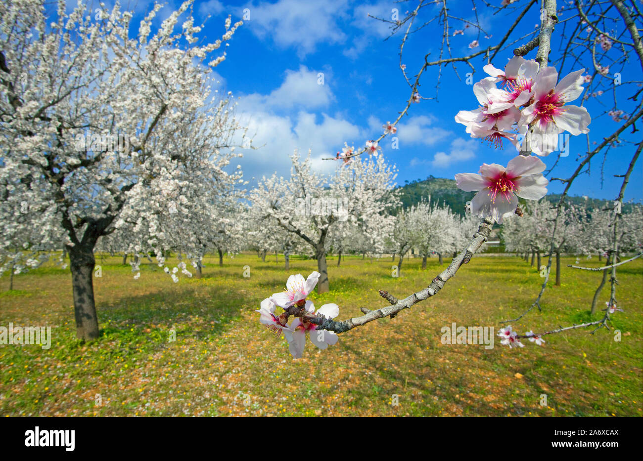 Almond blossom (Prunus dulcis) at Alaro, Serra de Tramuntana, Mallorca, Balearics, Baleraric island, Spain Stock Photo
