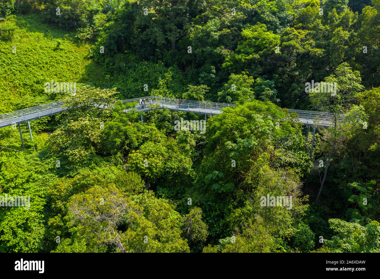 View of Southern Ridges bridges for people to walk and enjoy the beauty of  nature in a garden city, Singapore Stock Photo - Alamy
