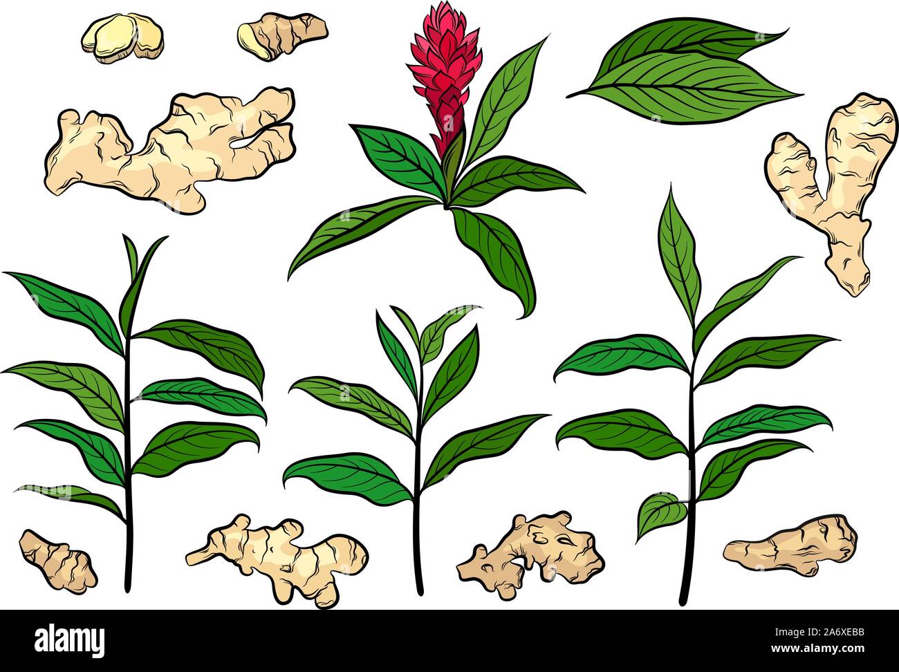 Ginger plant root Stock Vector Images Alamy