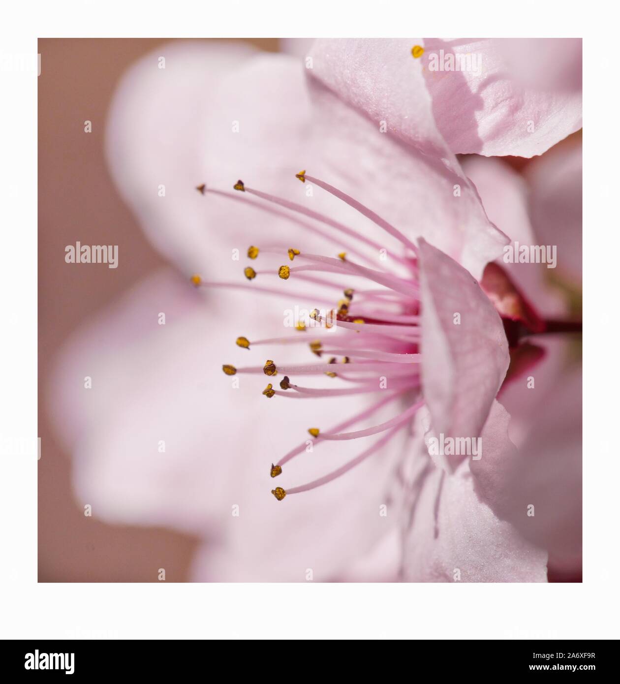 A macro photography of a light pink cherry blossom on a beautiful spring day in Vienna Stock Photo