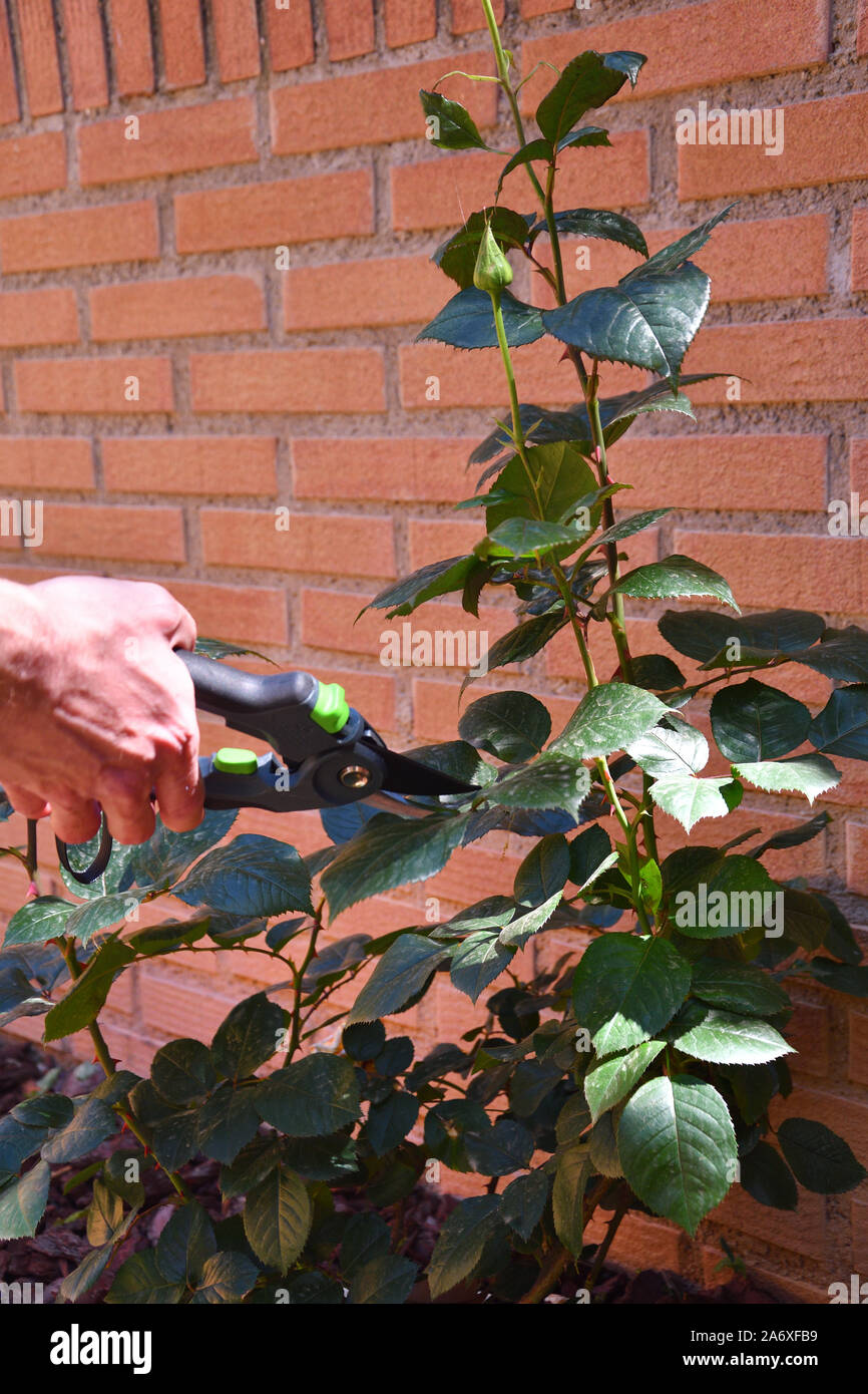 Hands pruning a rose bush Stock Photo