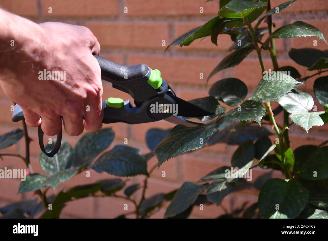 Hands pruning a rose bush Stock Photo