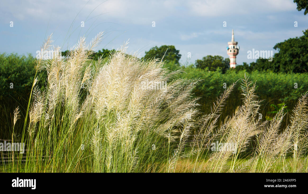 Bengali: Kashful. Common name: Wild sugarcane. Botanical name: Saccharum spontaneum. Kans grass is a perennial grass native to the Indian Subcontinent Stock Photo