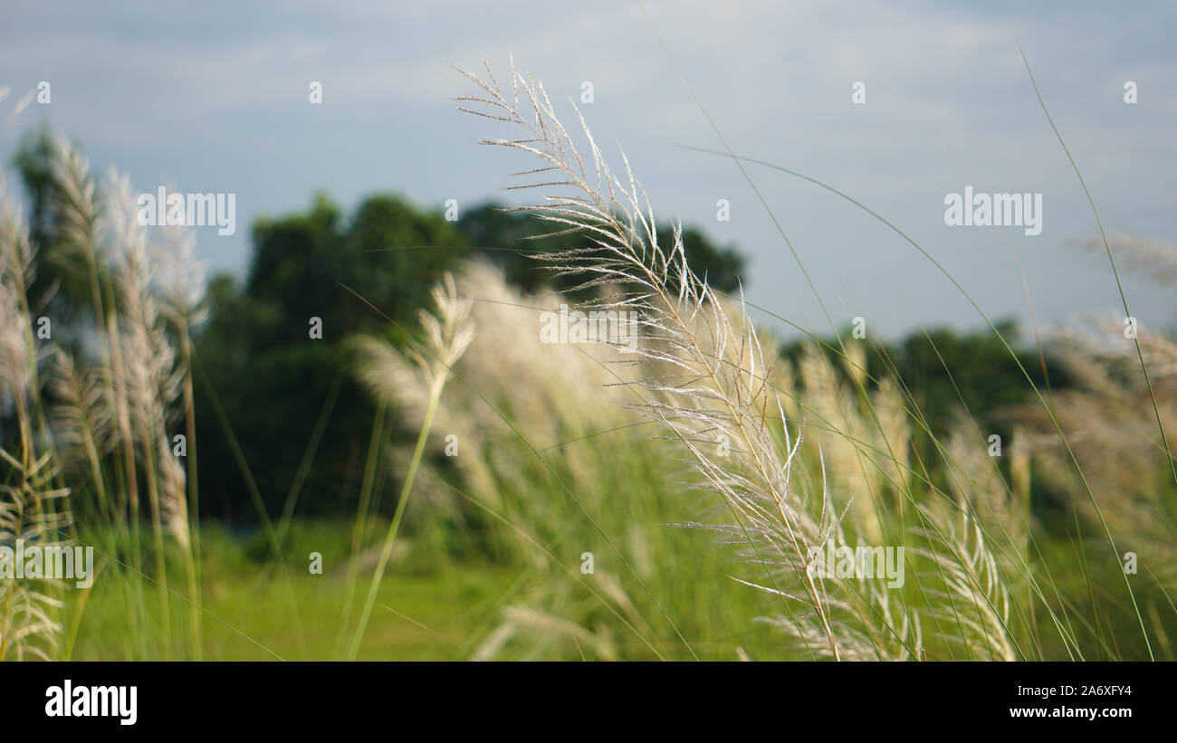 Bengali: Kashful. Common name: Wild sugarcane. Botanical name: Saccharum spontaneum. Kans Grass, locally known as Kashful are seen at full bloom durin Stock Photo