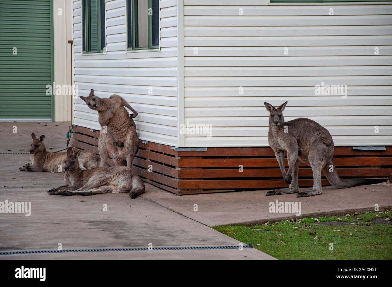 Kangaroos lounging in driveway and against the wall of a house, Kiola Beach, New South Wales, Australia. Stock Photo