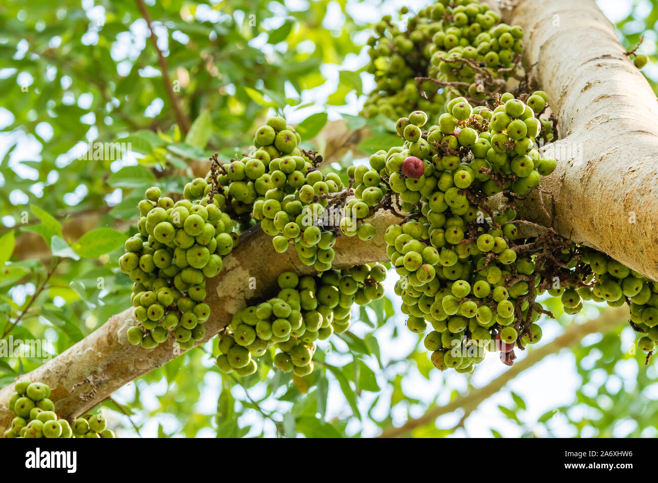 Cluster Fig or wild fig fruits on its branch full of nutritional value Stock Photo