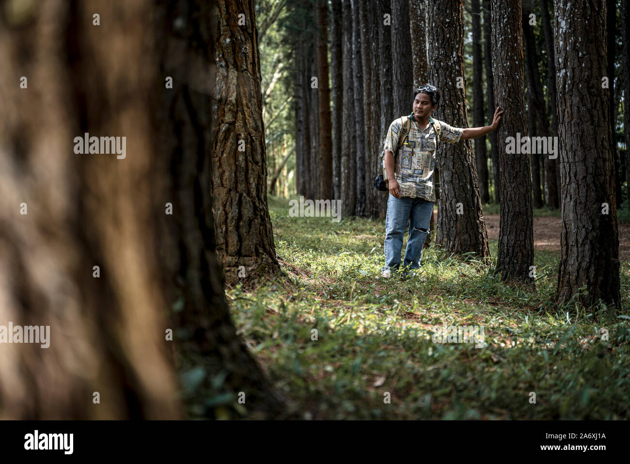 Man in beautiful pine forest hi-res stock photography and images - Alamy