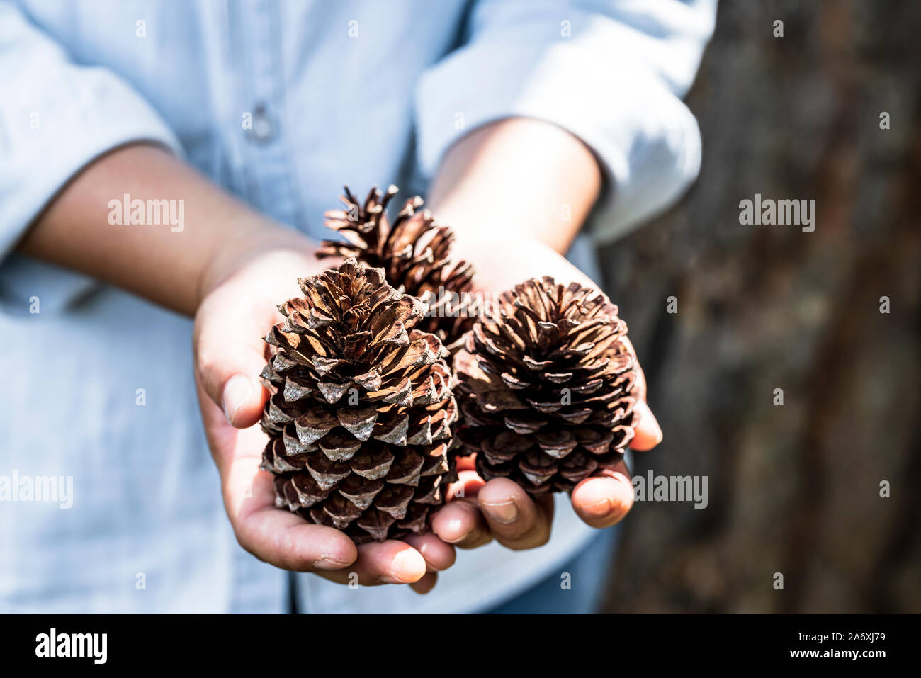 Pick up a pine cone hires stock photography and images Alamy