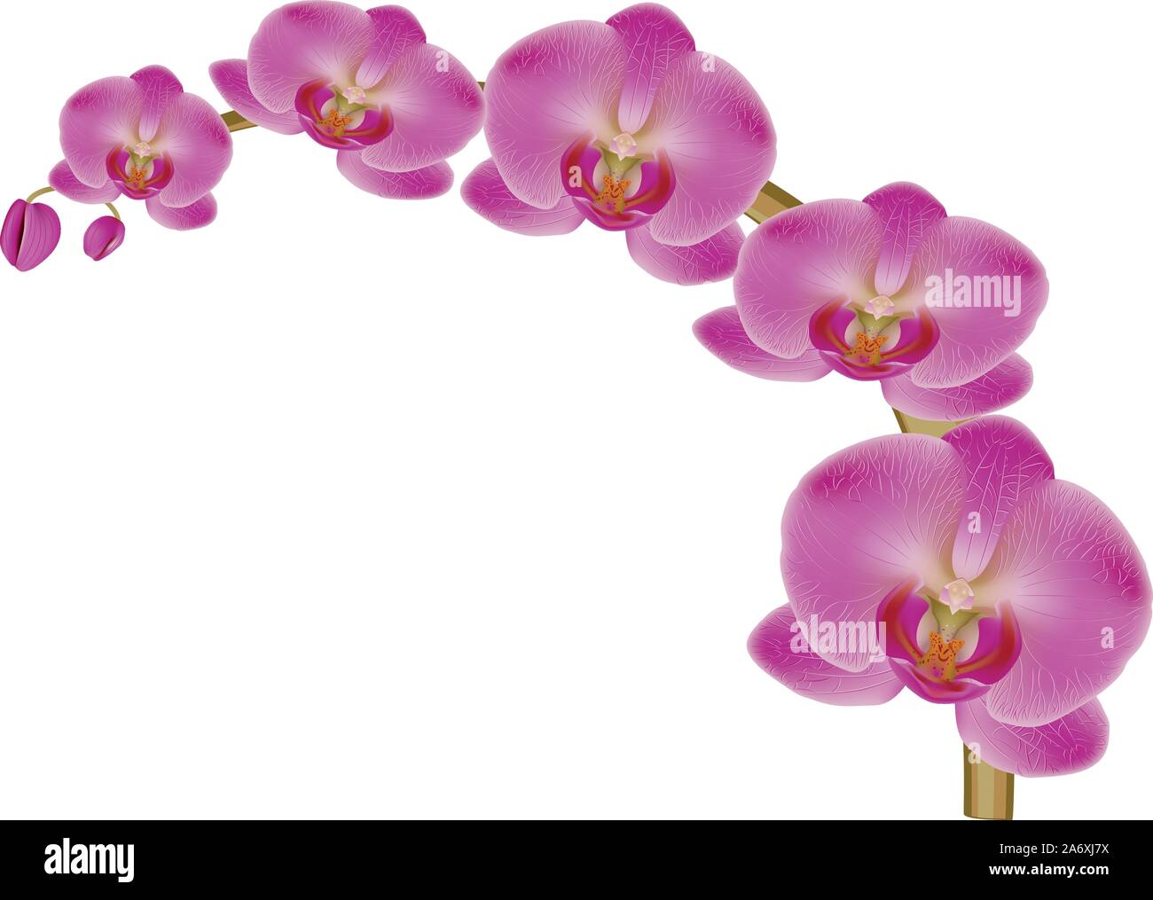 Illustration of pink orchid flower on white background Stock Vector ...