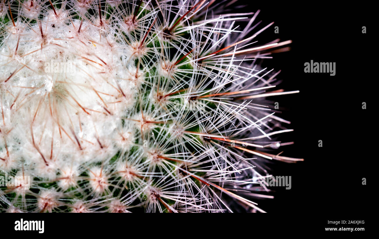 closeup of green cactus with sharp spikes Stock Photo