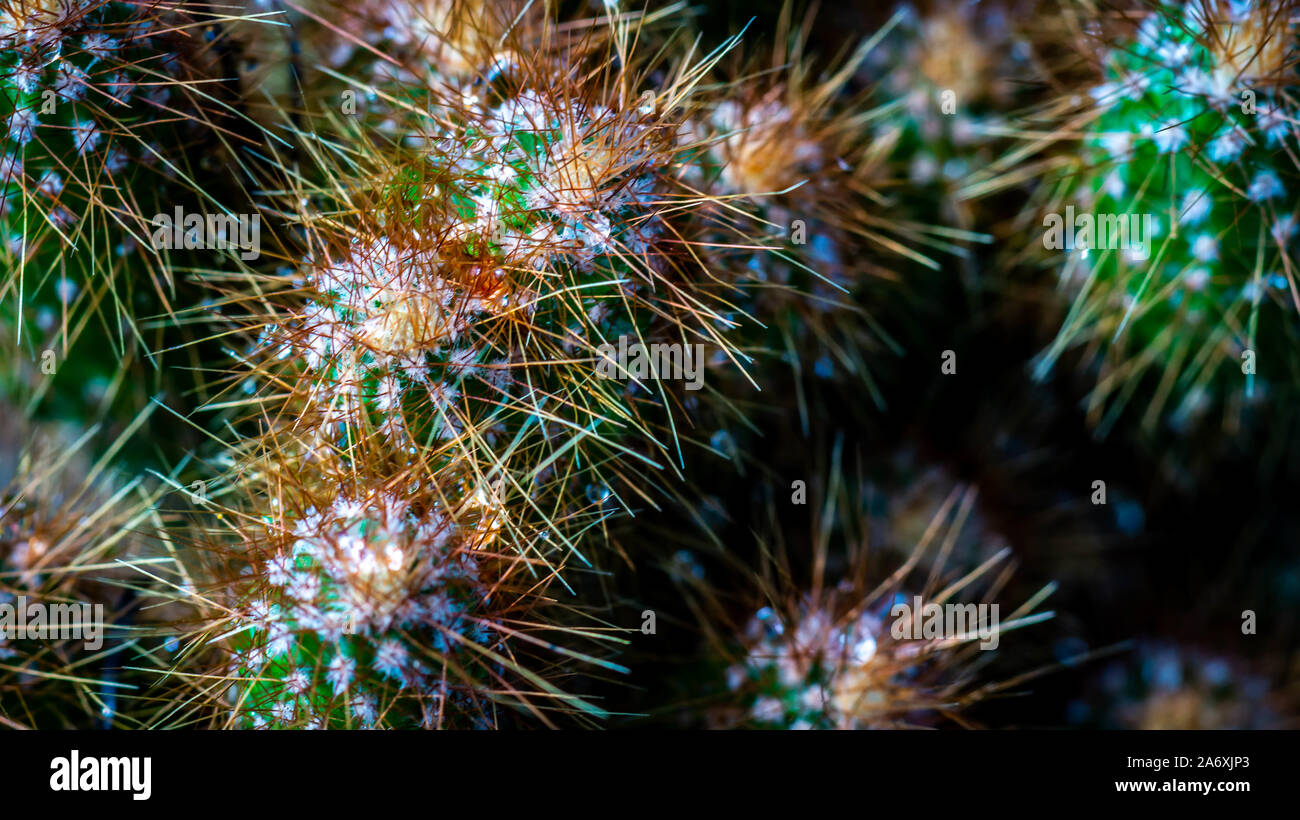 closeup of green cactus with sharp spikes Stock Photo