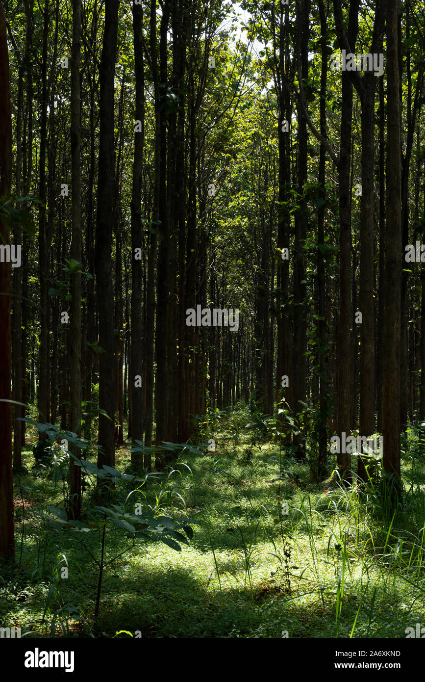 Teak forests to the environment .Forest Teak tree agricultural in