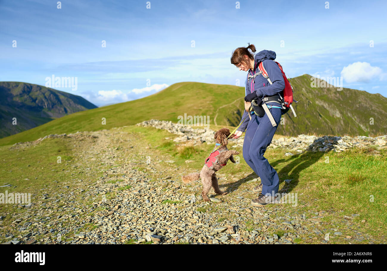 A dog standing on it's hind legs taking biscuits from a hikers hand while out on a walk to Hopegill Head in the Lake District, England, UK. Stock Photo