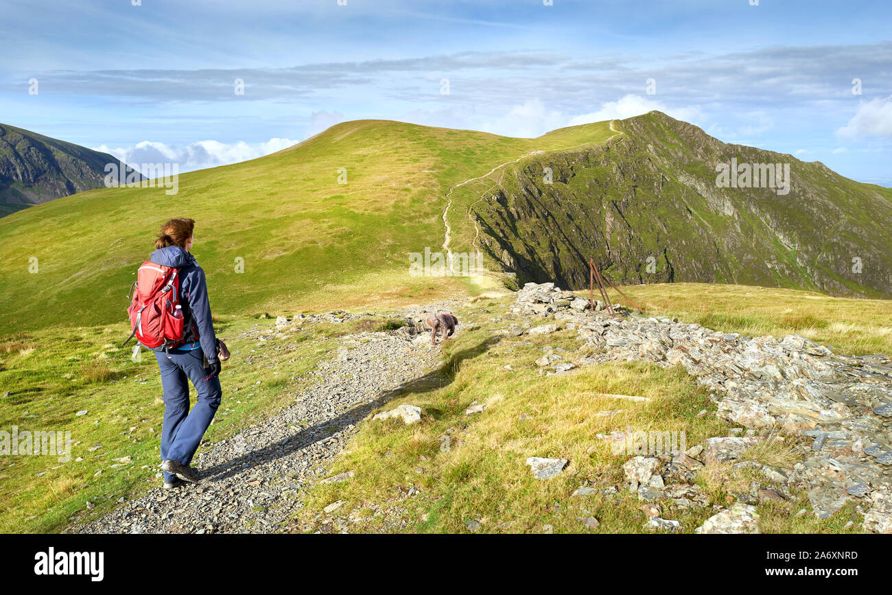 A closeup of a hiker and their dog walking along a mountain path towards the summit of Hopegill Head In the Lake District, England, UK. Stock Photo
