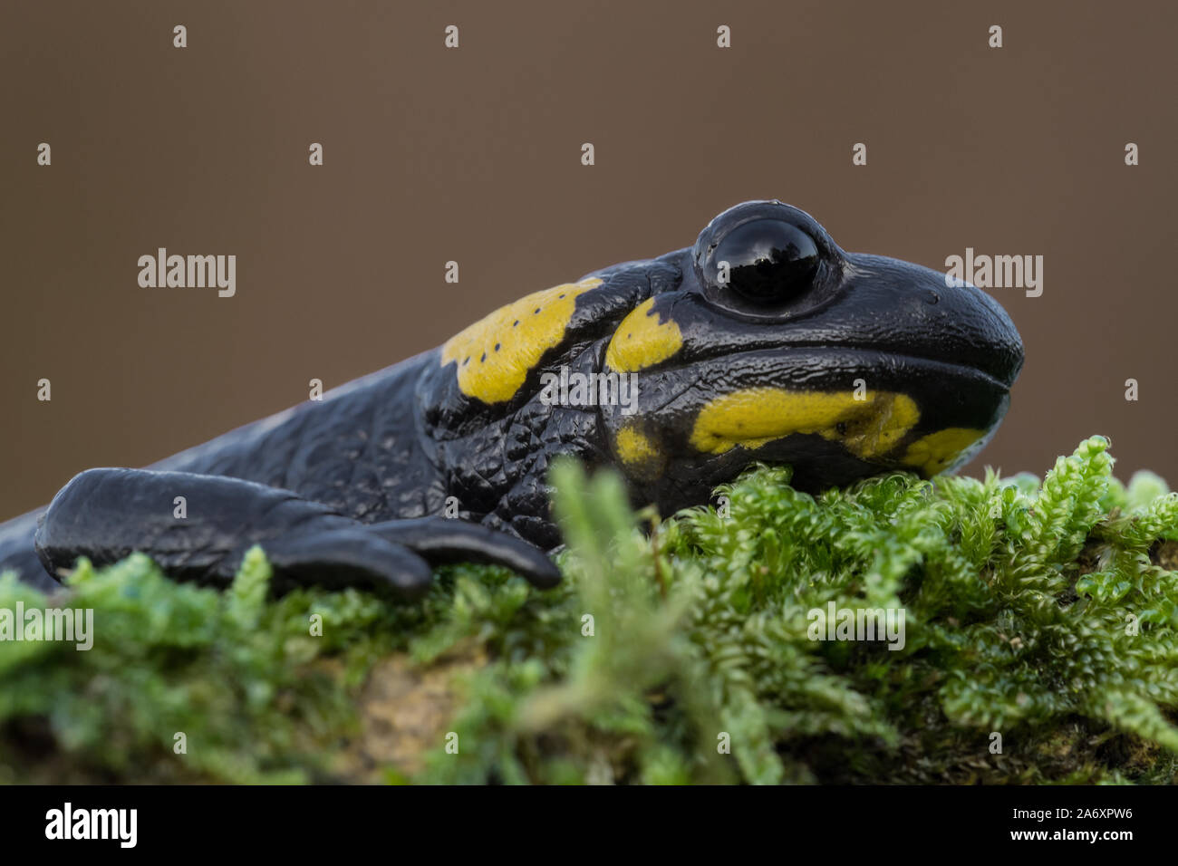 Red fire salamander hires stock photography and images Alamy