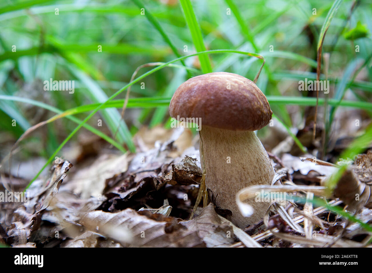 Boletus edulis (cep, penny bun, porcino or king bolete, usually called porcini mushroom) grows on the forest floor among moss, green grass and fallen Stock Photo