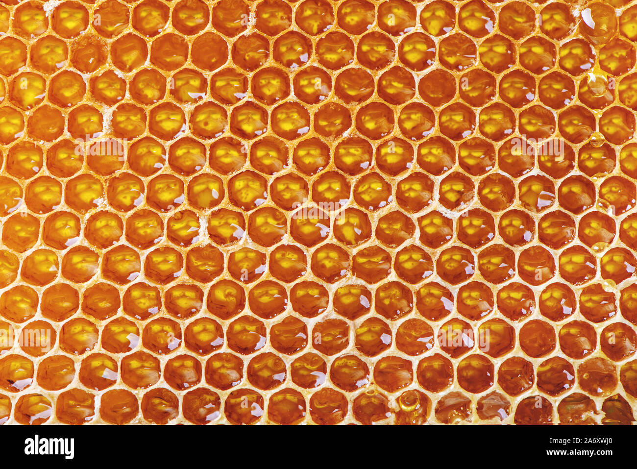 Close up image of fresh honeycomb. Natural background. Stock Photo