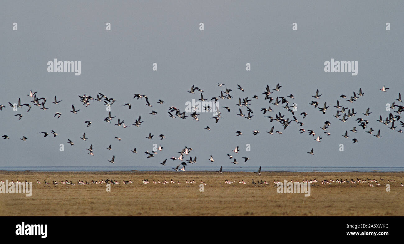 Russian Brent Goose or Dark-bellied Brent Goose 'Branta bernicia' Group with Shelduck 'T tadorna' on the Lincolnshire coast. Stock Photo