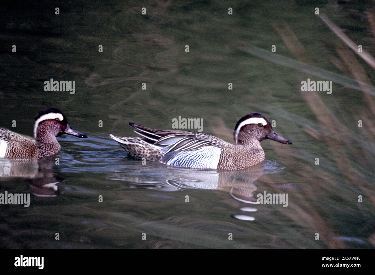 Garganey Duck 'Anas querquedula' 2 males in breeding plumage, on water.Wildfowl & Wetlands Trust. Washington. Tyne & Wear. England. Stock Photo