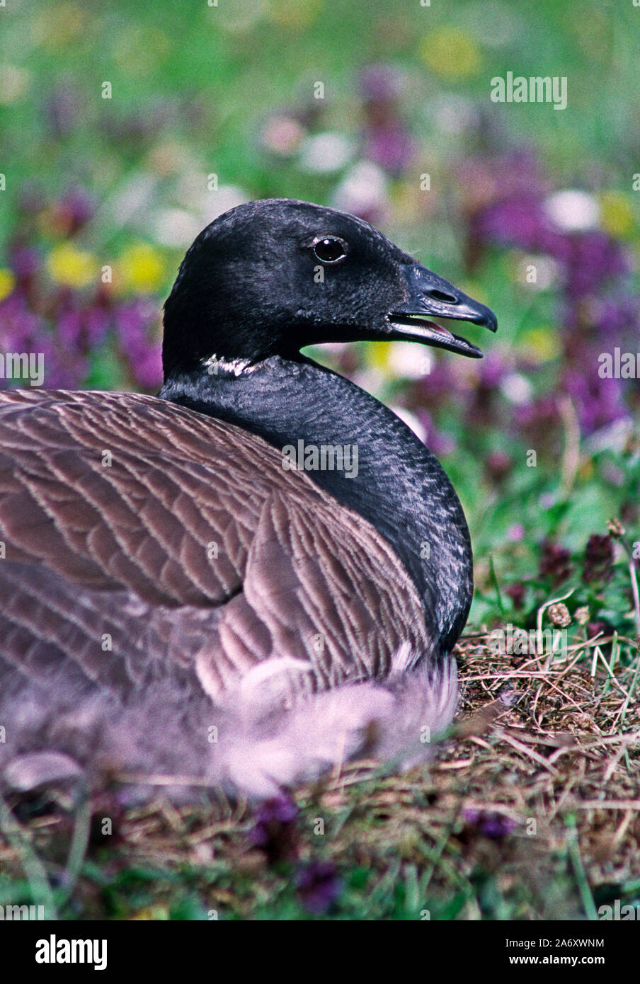 Light-bellied Brent Goose ' Branta hrota' Adult on the nest.Wildfowl & Wetlands Trust. Washington. Tyne & Wear. England. Stock Photo